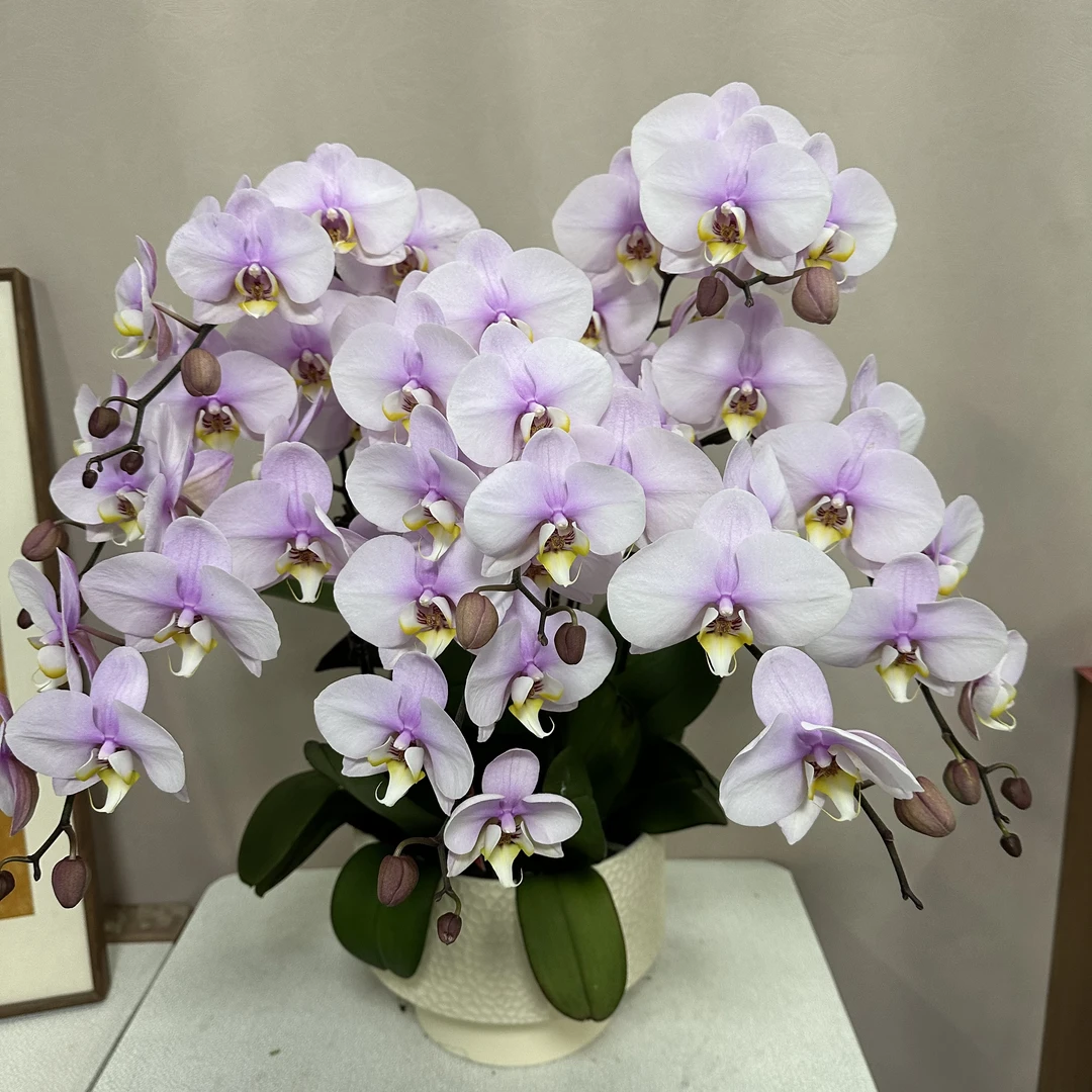 蝴蝶兰《甜蜜蜜》粉紫色系 高级稀有花 室内花卉 全场两颗包邮