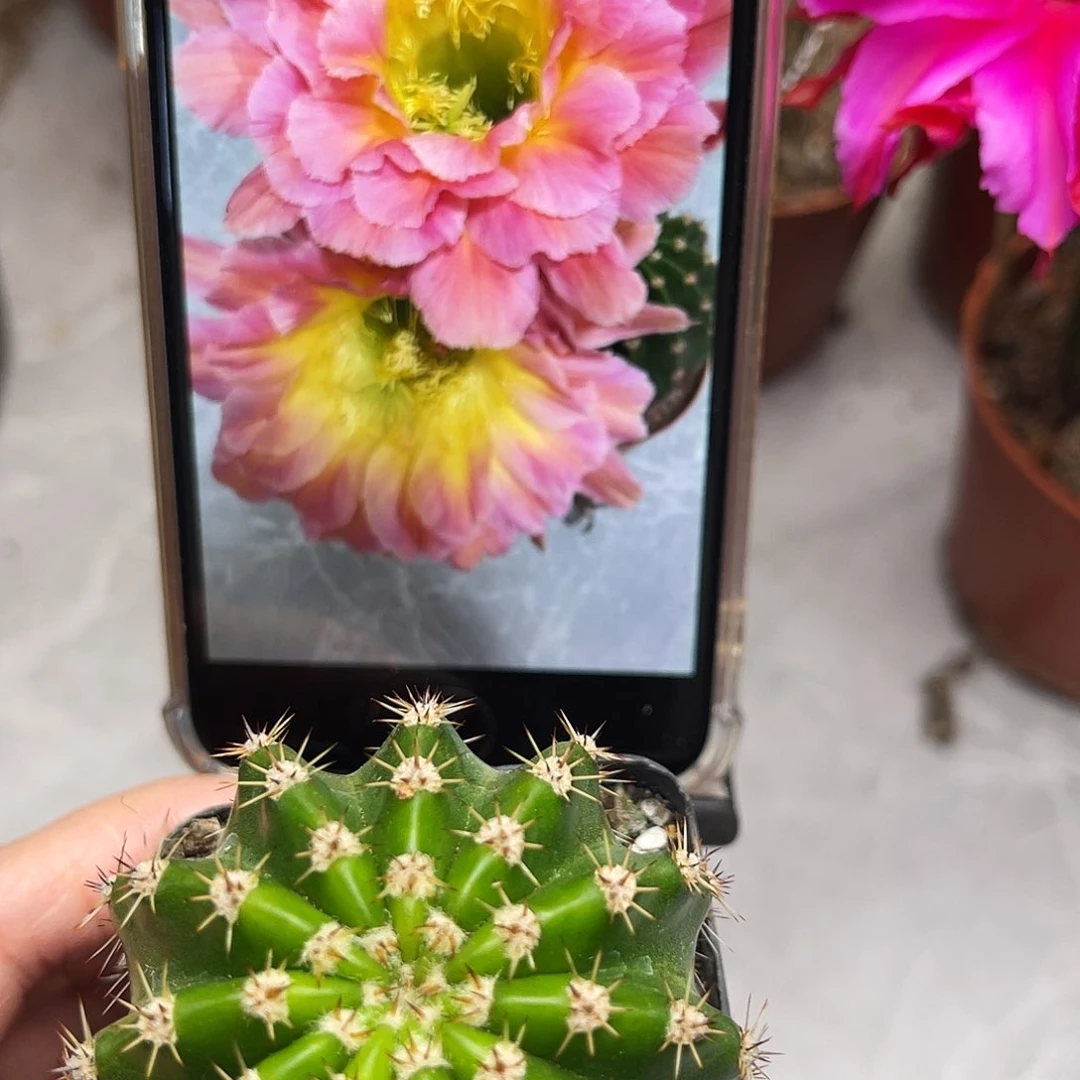 彩草星火带根5公分左右