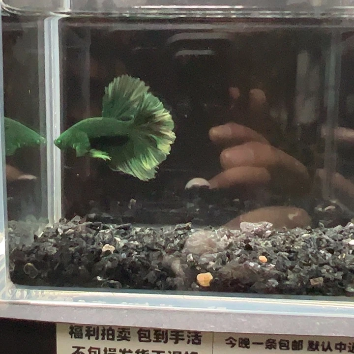 斗鱼竞拍跑单拉黑25日81