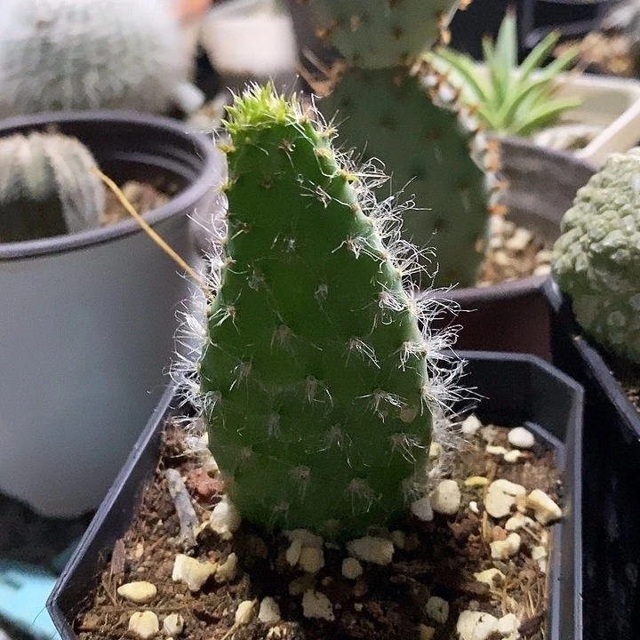 潮流植物妖精之舞