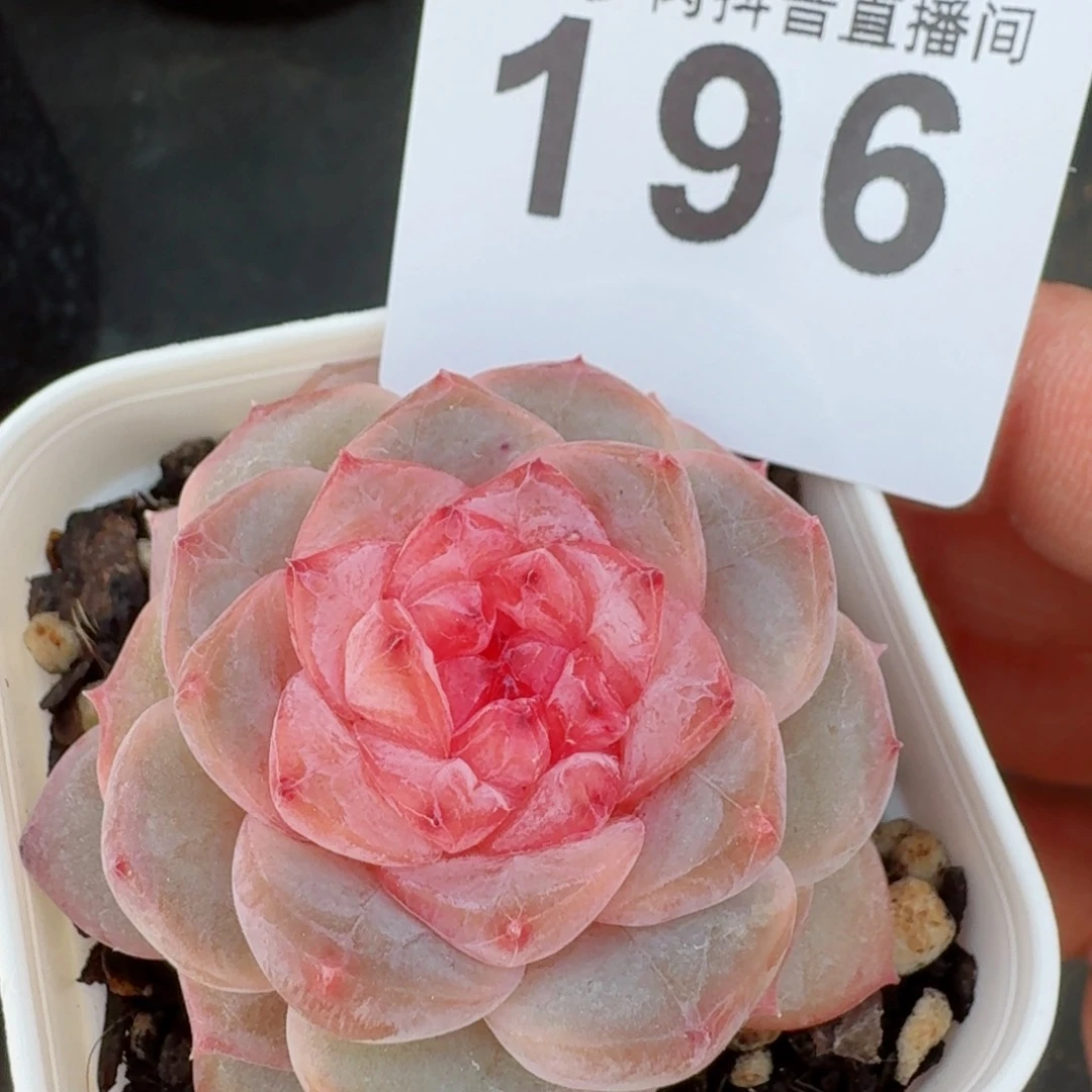 软糖         多肉植物