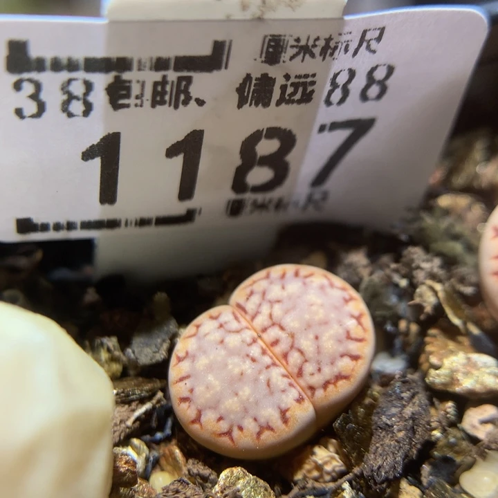 Sss精品生石花1187