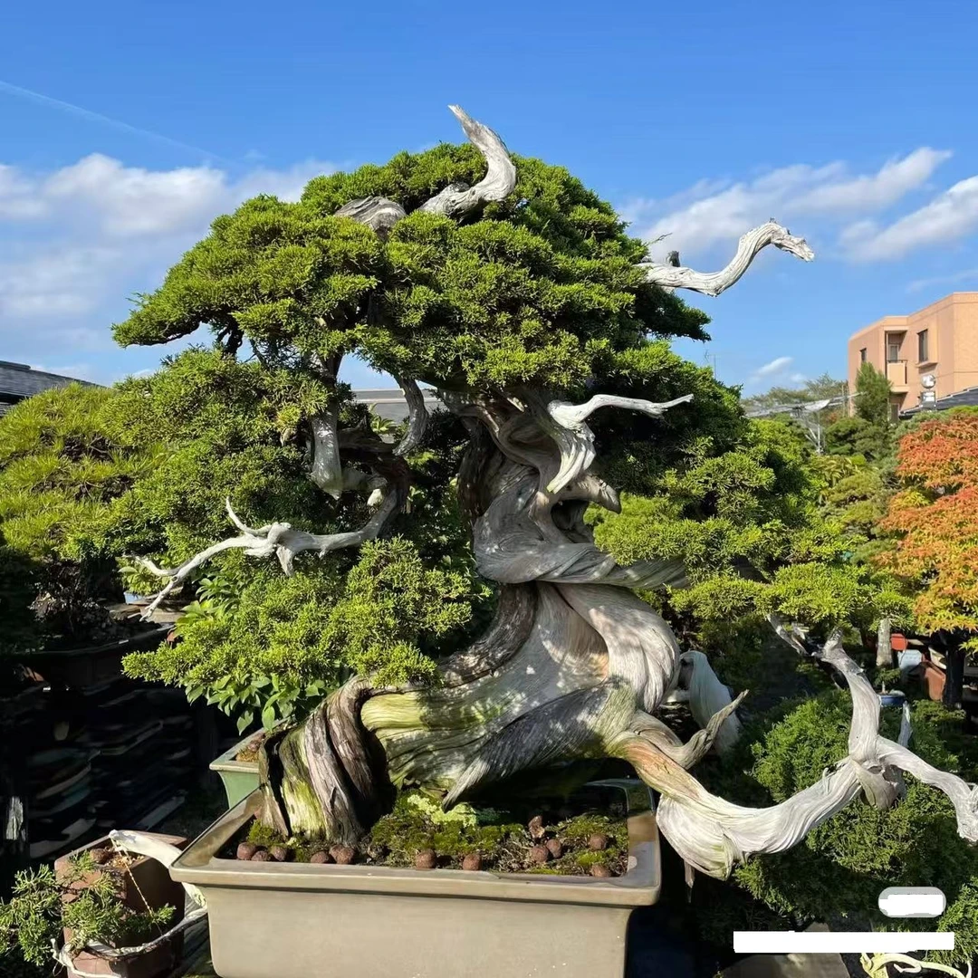 松柏盆景【一物一拍】 适合别墅庭院黑松 瓜子黄杨 济州真柏 五针松