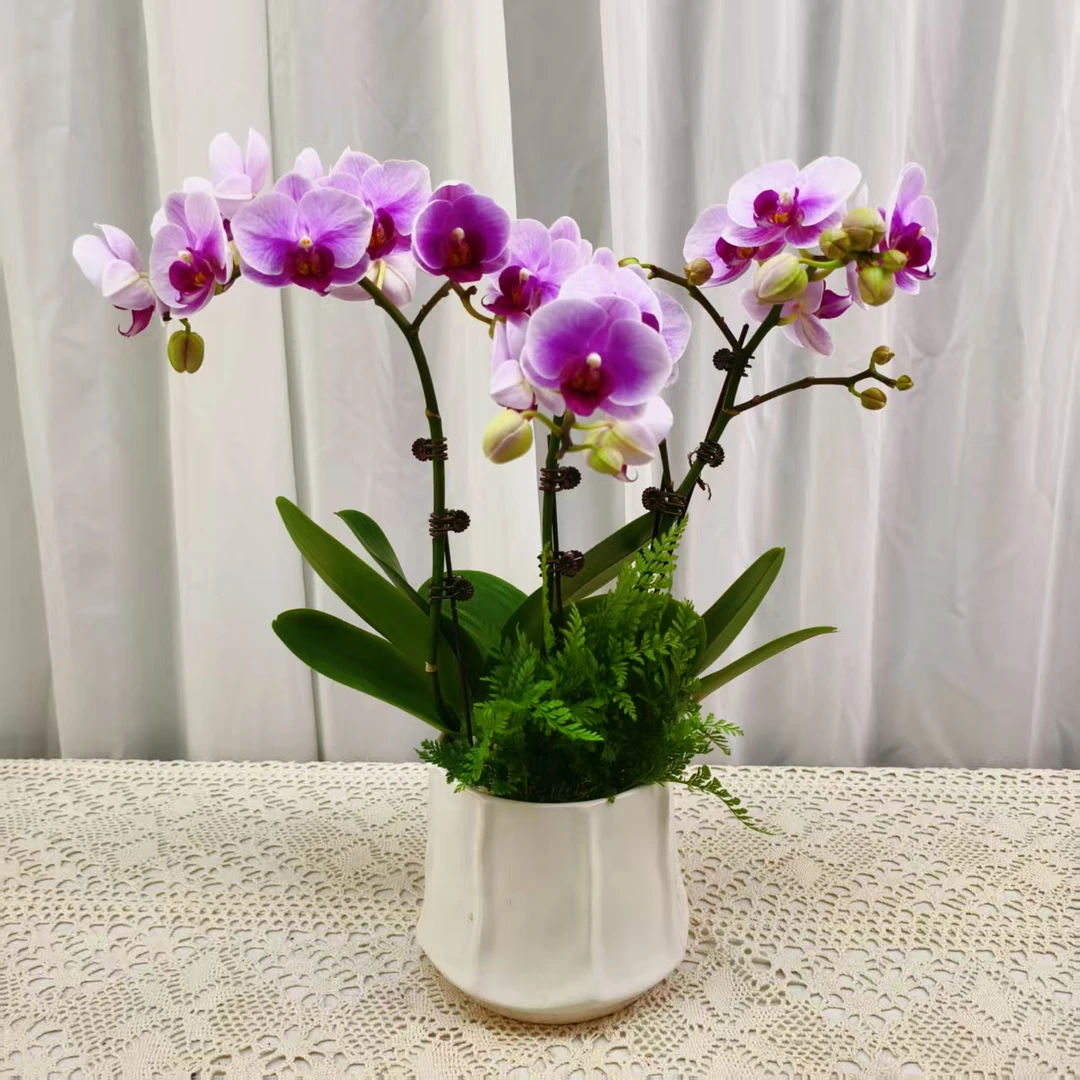国华优选【宝贝】蝴蝶兰轻奢绿植花卉艺术高级盆栽植株好养
