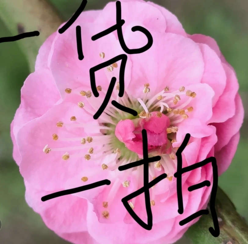 （直播间一物一拍）原生锦红垂枝梅梅花盆景盆栽地栽花卉冬春开花