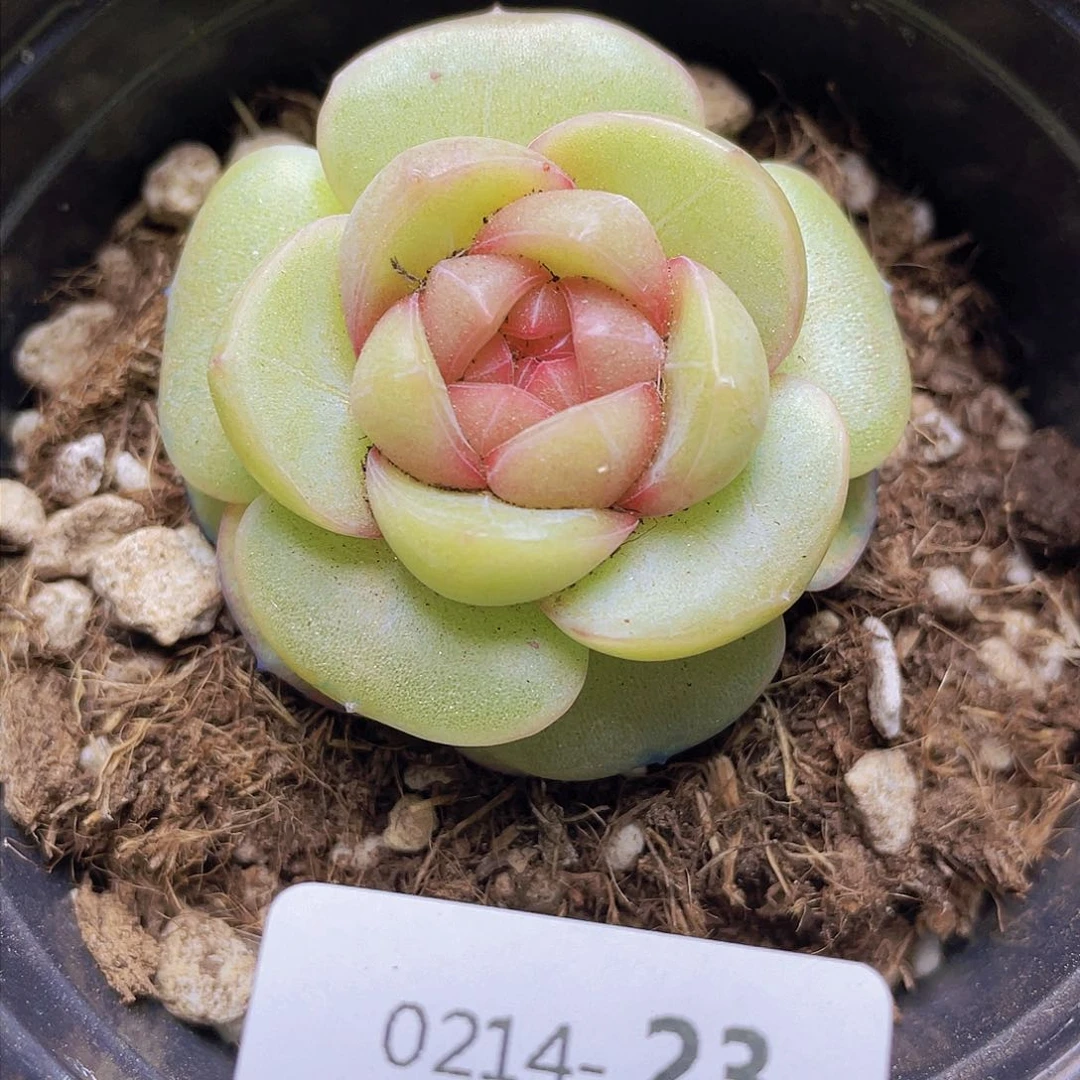 00000000000023量拍