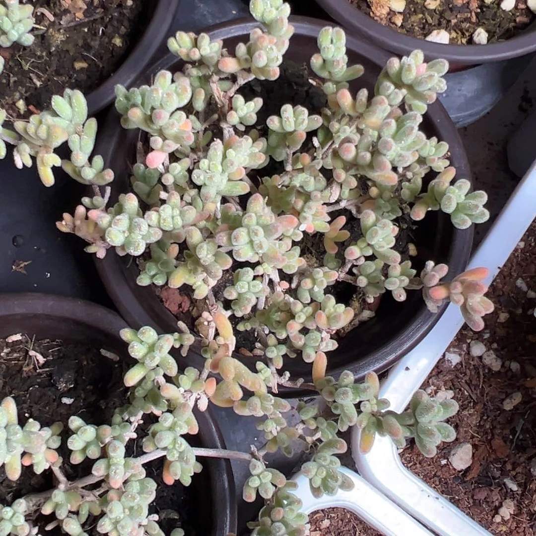 冰紫老桩90杯精品