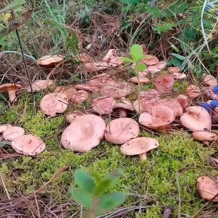 野生乌枞菌新鲜菌种家种包阳台丛菇青碟菌松树菌黄碟菌松菌菇速产