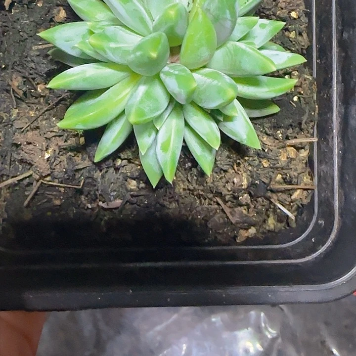 翻叶美人080多肉植物