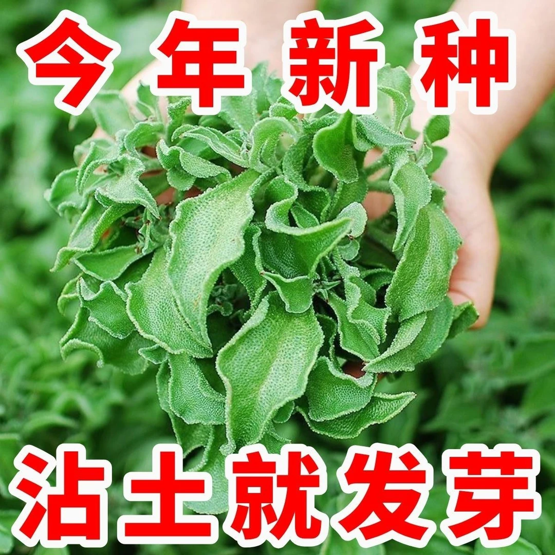 冰菜种子冰草种籽阳台盆栽水晶冰草冰晶菜特色试青菜种籽四季蔬菜