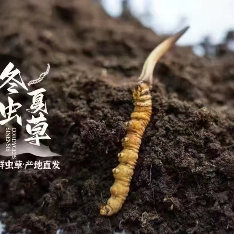 那曲嘉黎新鲜冬虫夏草