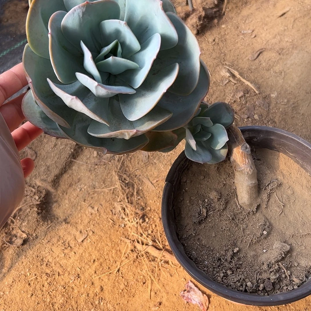多肉植物多肉植物