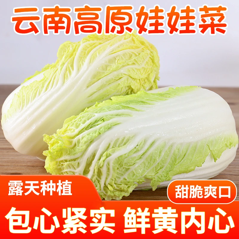 黄心娃娃菜新鲜小白菜新鲜现摘农家露天种植应季蔬菜包菜