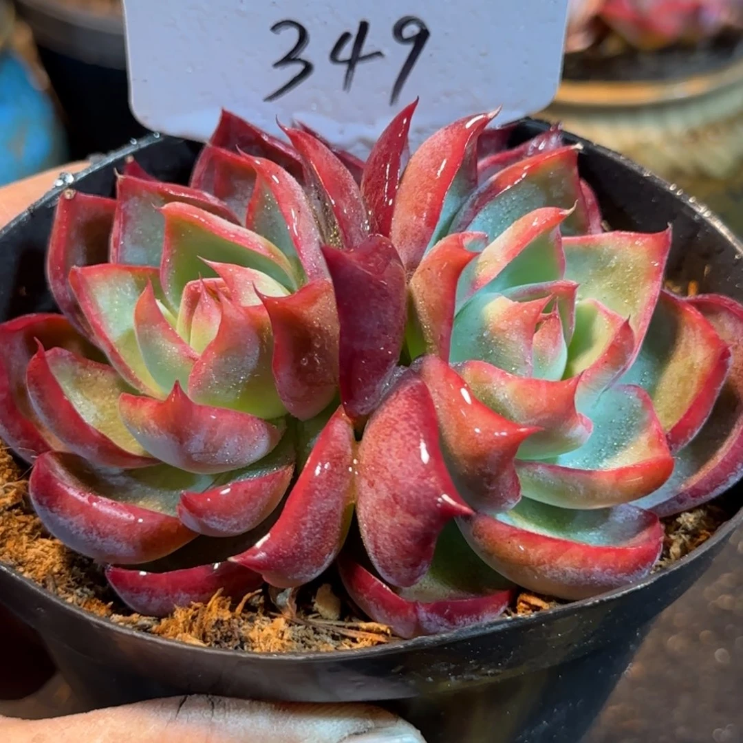 349 惊鸿一物一拍包装收缩花旱