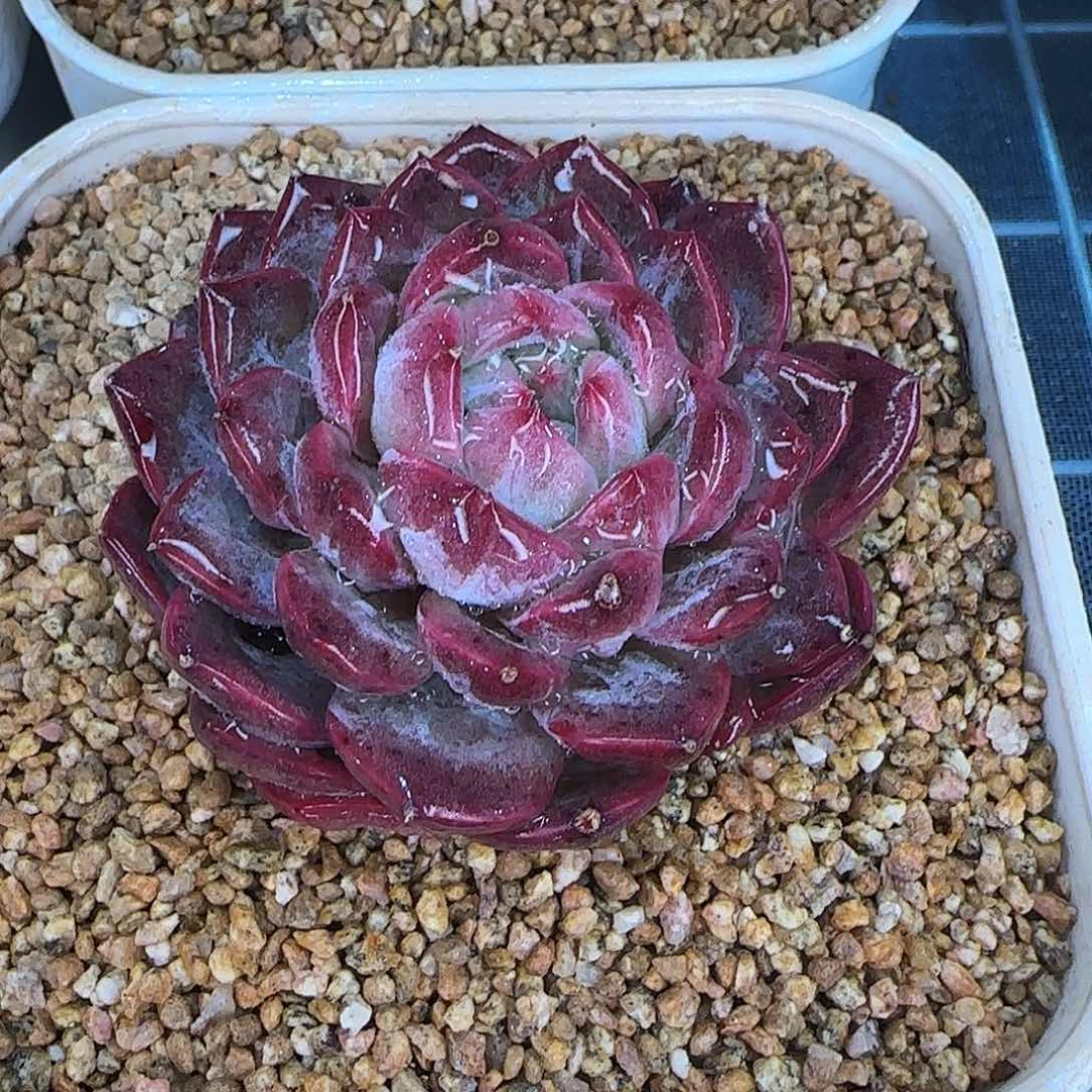 从前慢花园精选春风珍妮