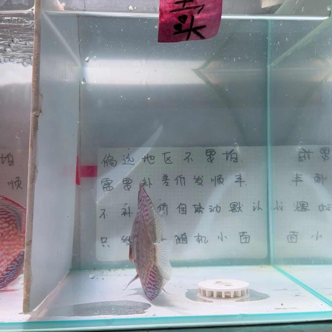 七彩神仙鱼肉身7-8偏远地区不拍