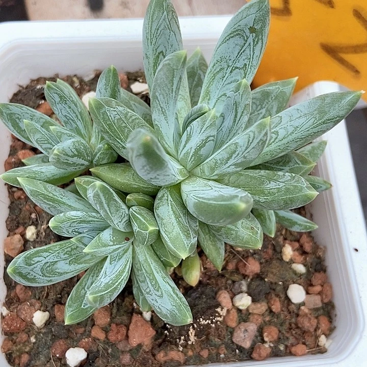 多肉植物炫彩I美人522