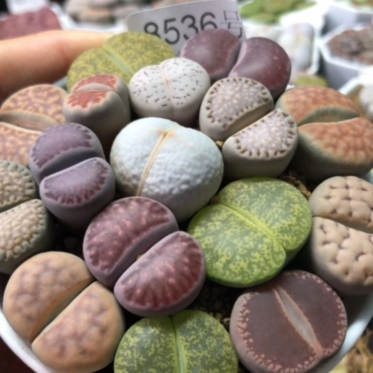 8536，个别微徒9厘米盆大母本