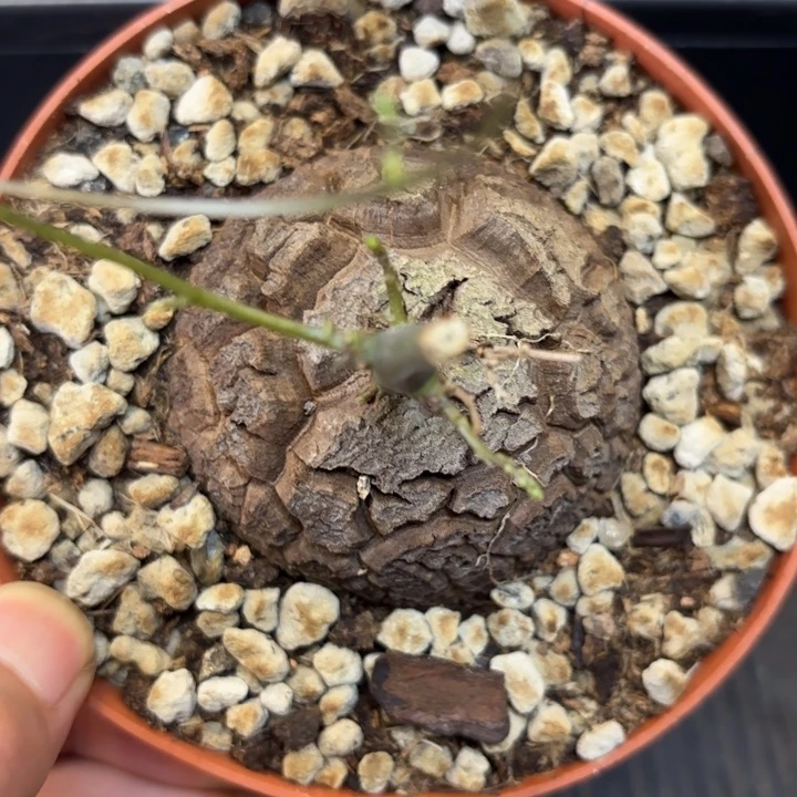 896号龟甲龙带盆包邮不退不换