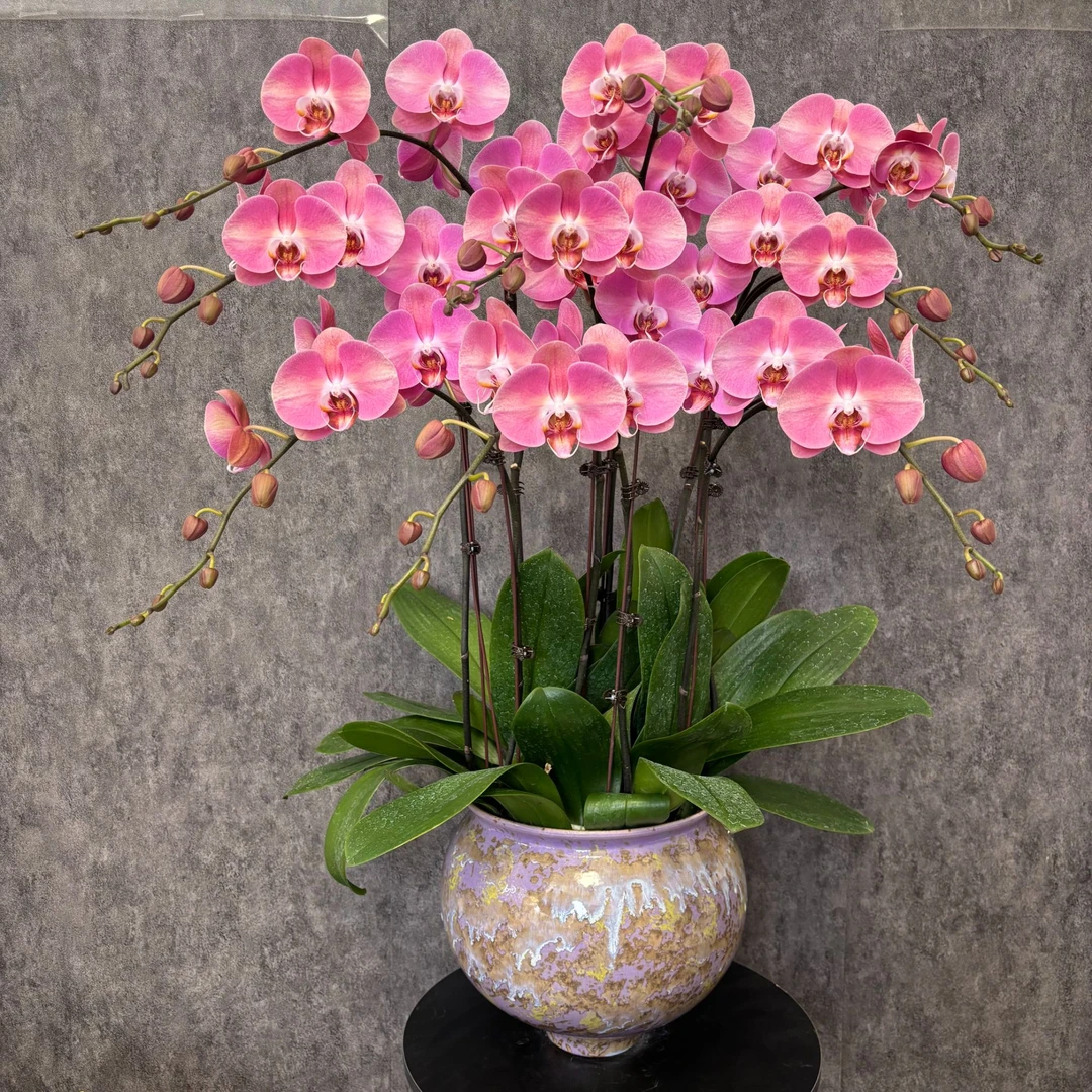 【大鲑鱼-蝴蝶兰】鲜花绿植 好养花期长 送礼装饰 室内观赏花