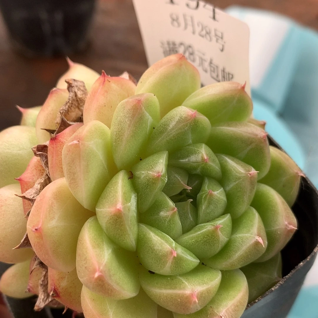 【闪购商品】云194号