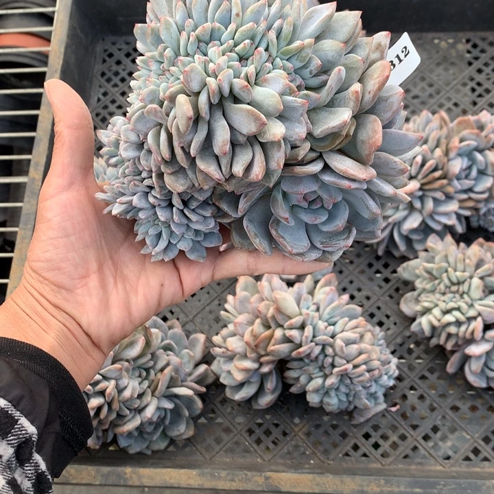 红***豆112312缀嗯嗯嗯嗯嗯嗯好想