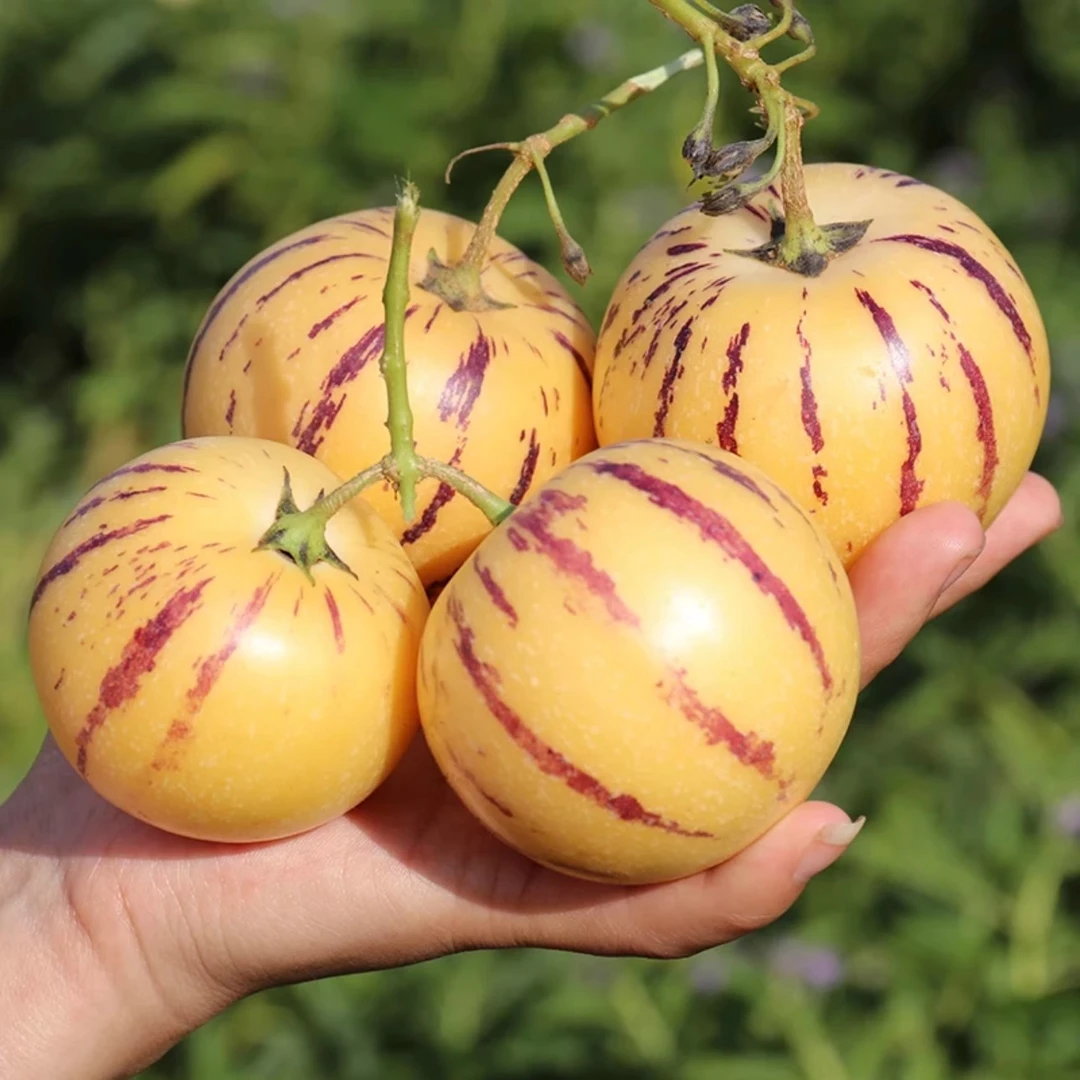 云南新鲜人参果当季现摘黄心黄肉大果孕妇低糖新鲜水果超甜人生果