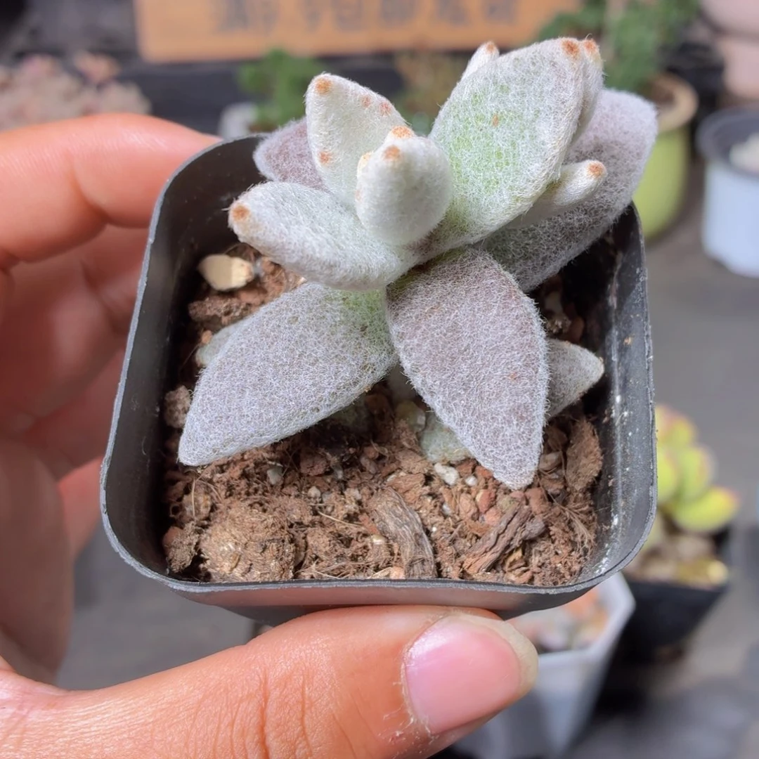 福兔耳多肉9.9包邮发货