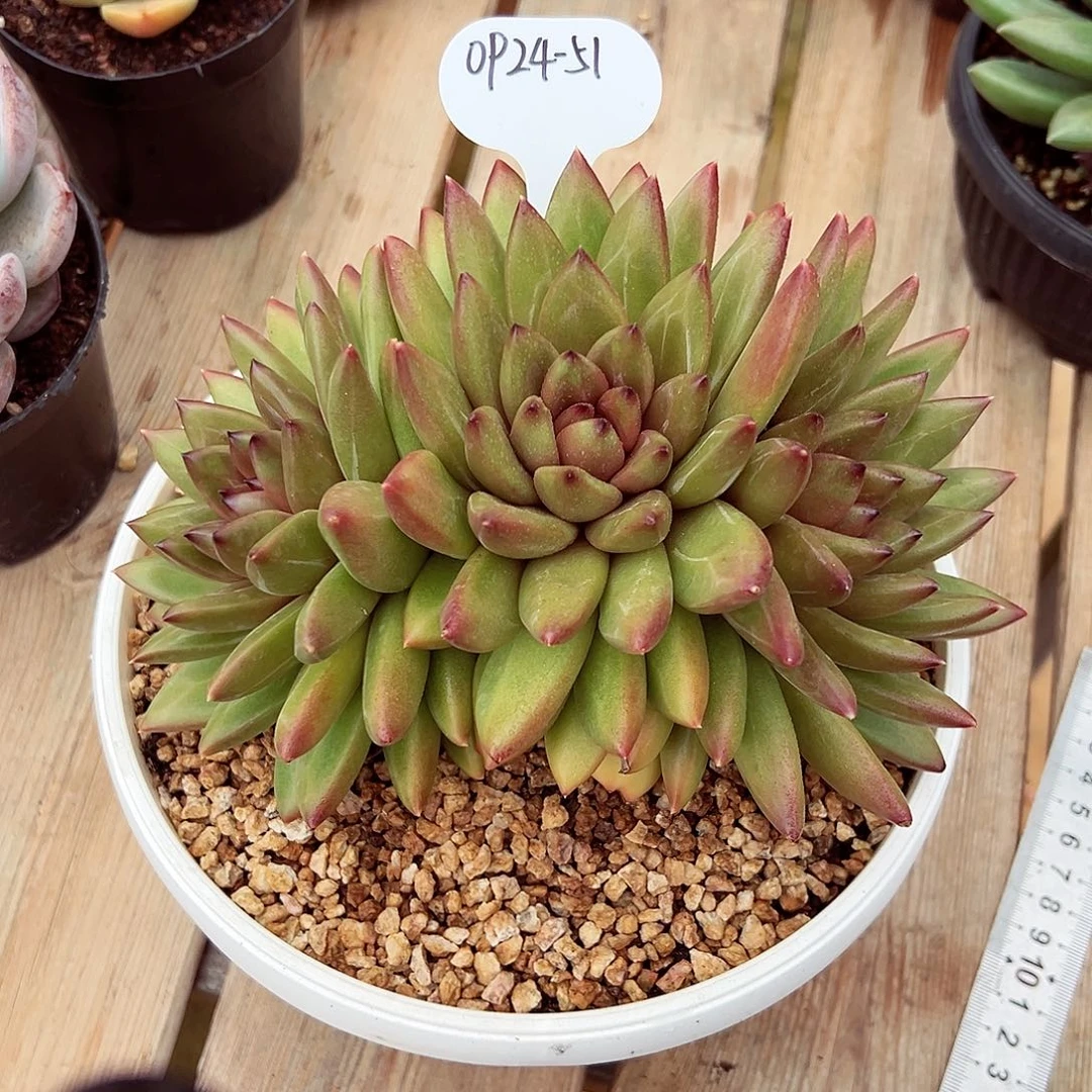 0924-51迷雾泡泡大群