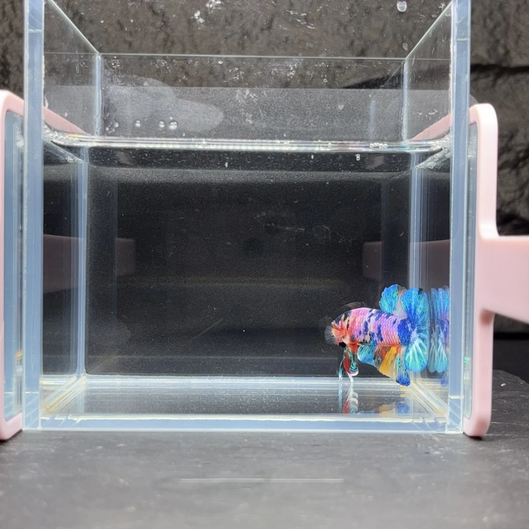 海胆宙斯斗鱼竞拍11-25