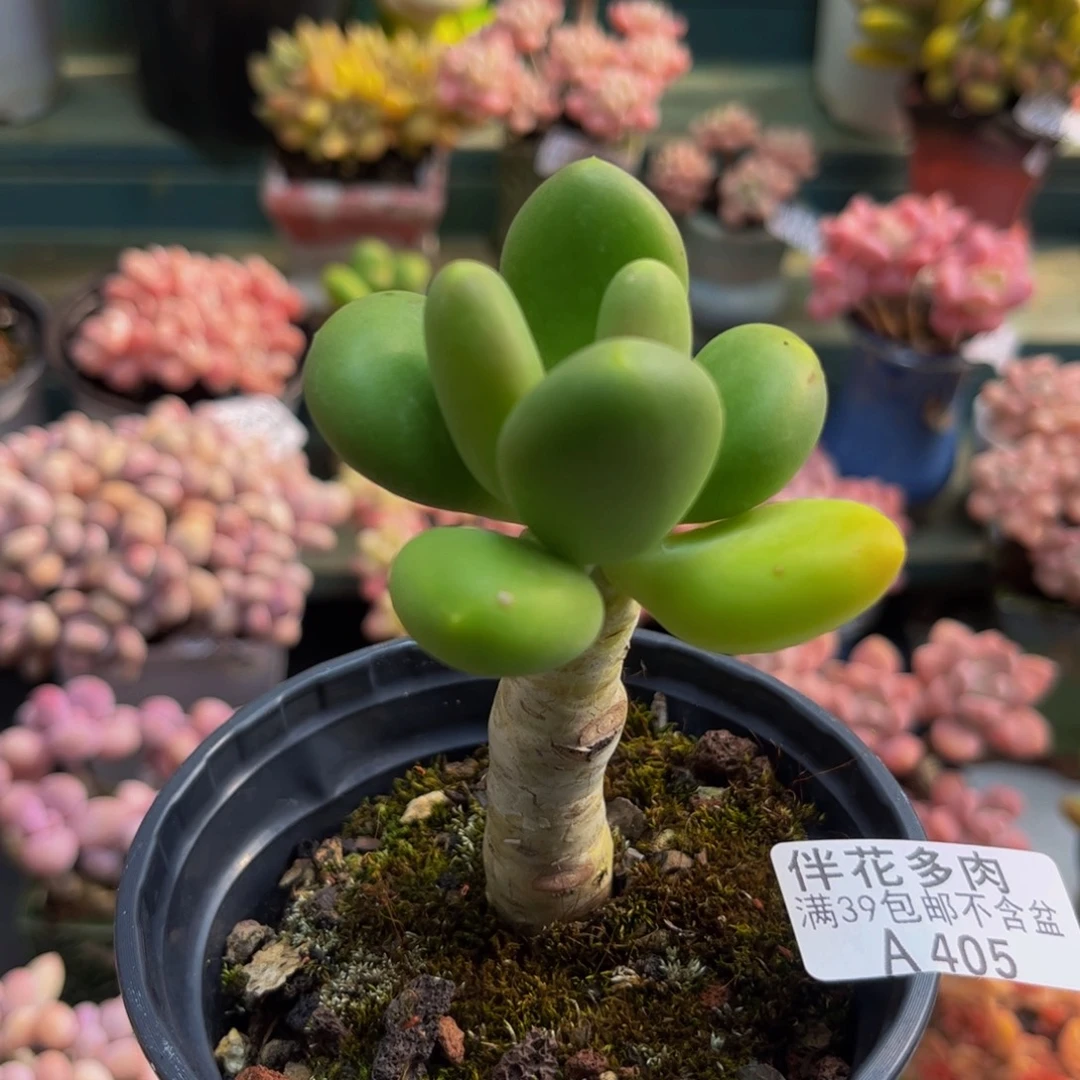405芒果奶6cm多肉