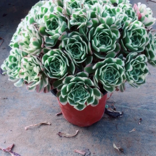 纳***爱无花朵54白凤法师多肉植物