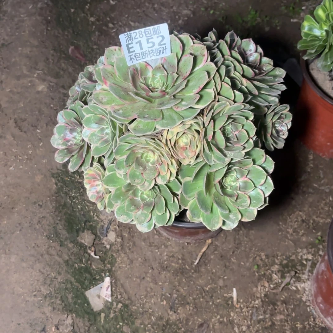 M. 152粉花妖多肉122233