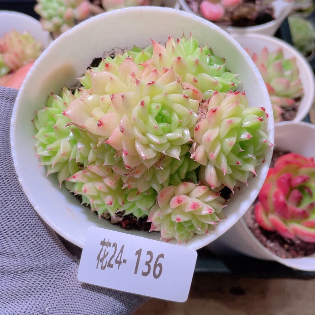 花利美24-136麦秆群
