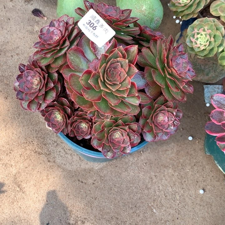 306火狐多肉植物