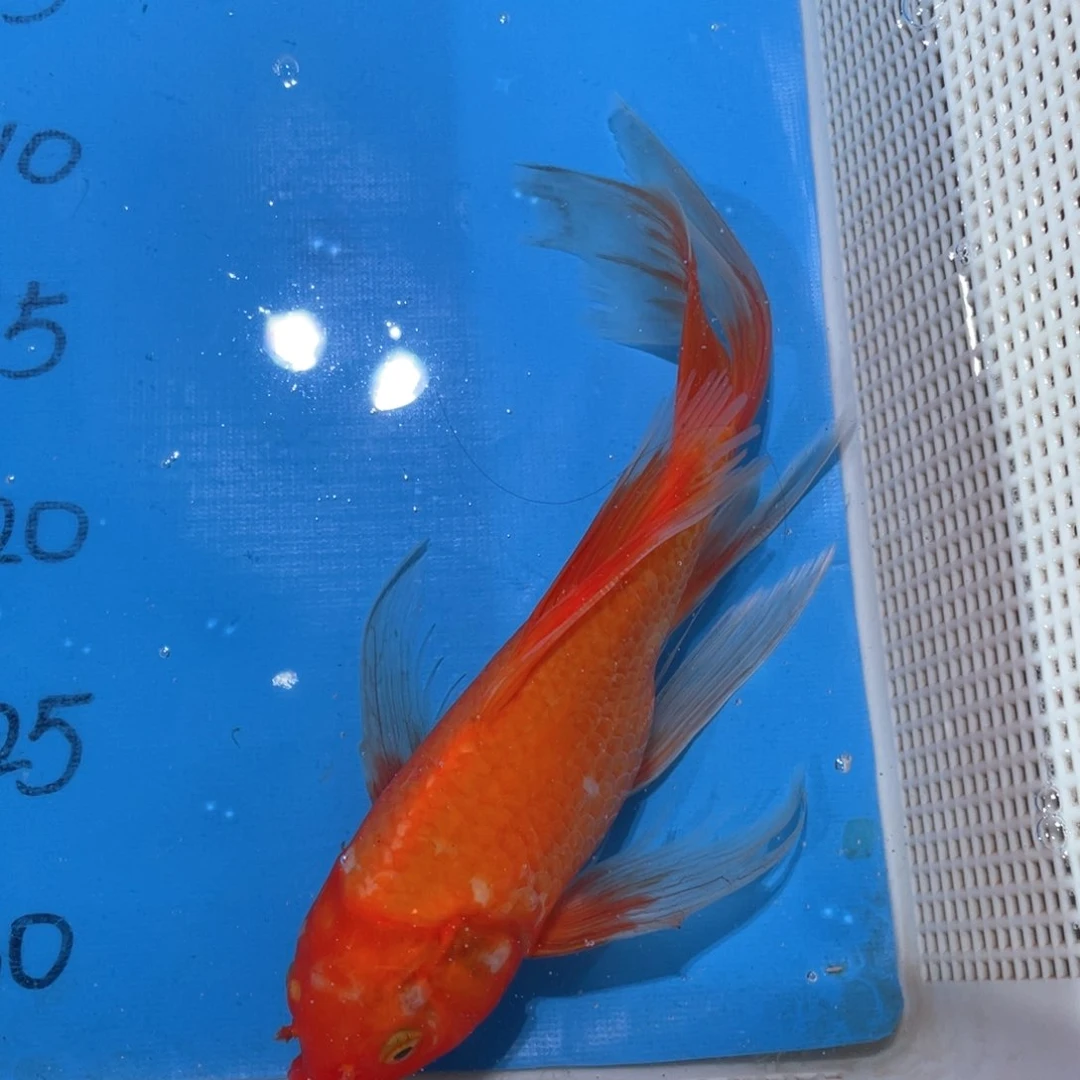 锦鲤锦鲤锦鲤鱼包邮包邮