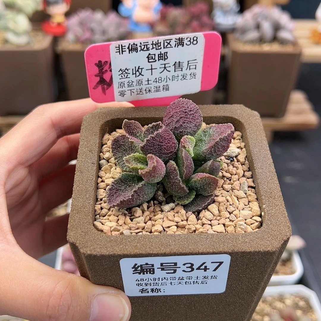 J****姜347火凤凰多肉植物