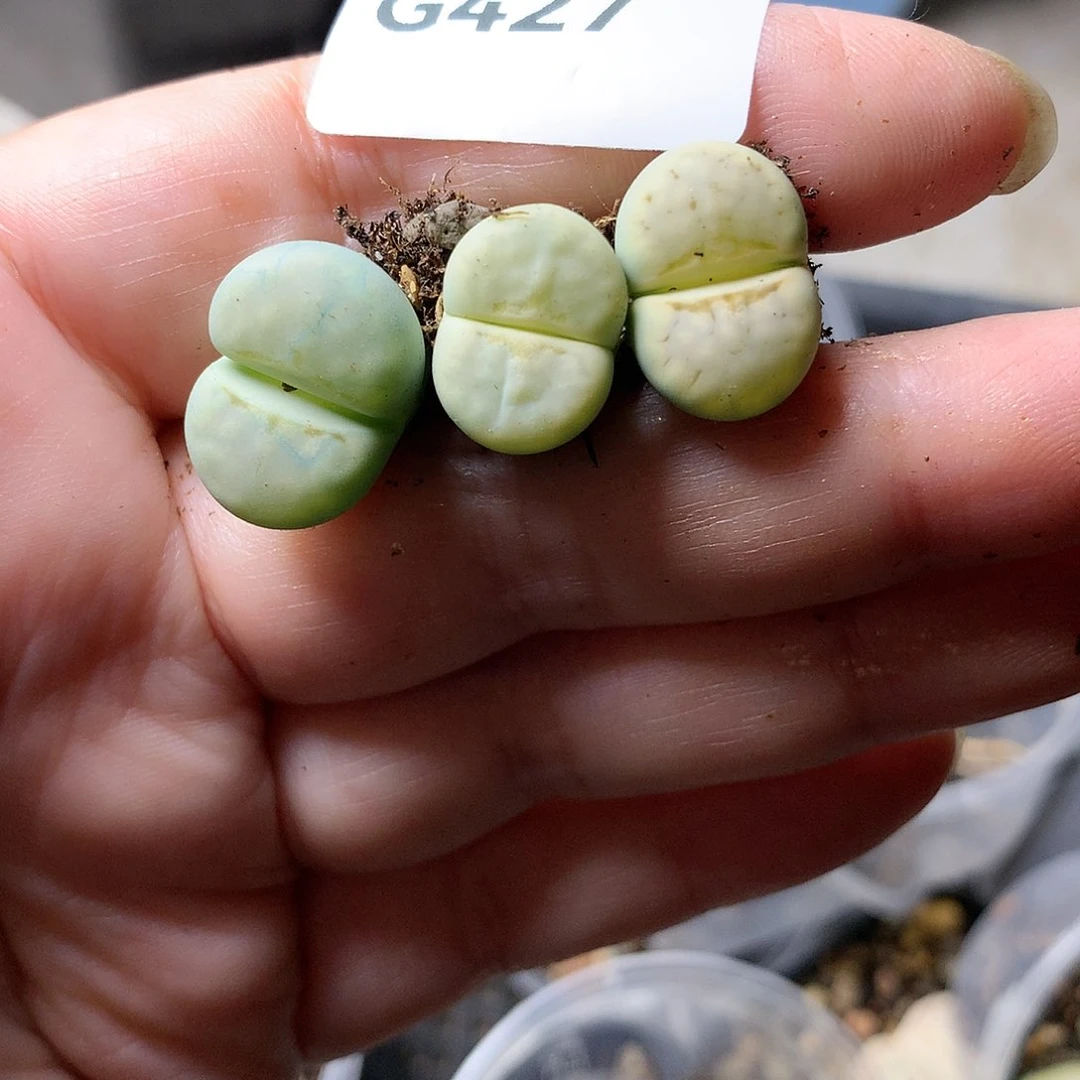 G427多肉植物保护研究所