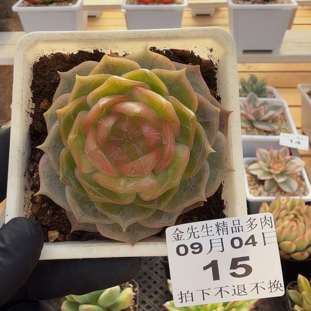 0904-15琉璃盏单头