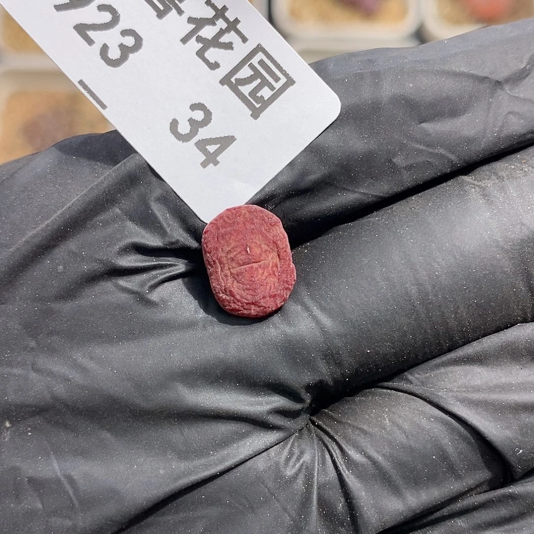 0923-34-缺失杂交。