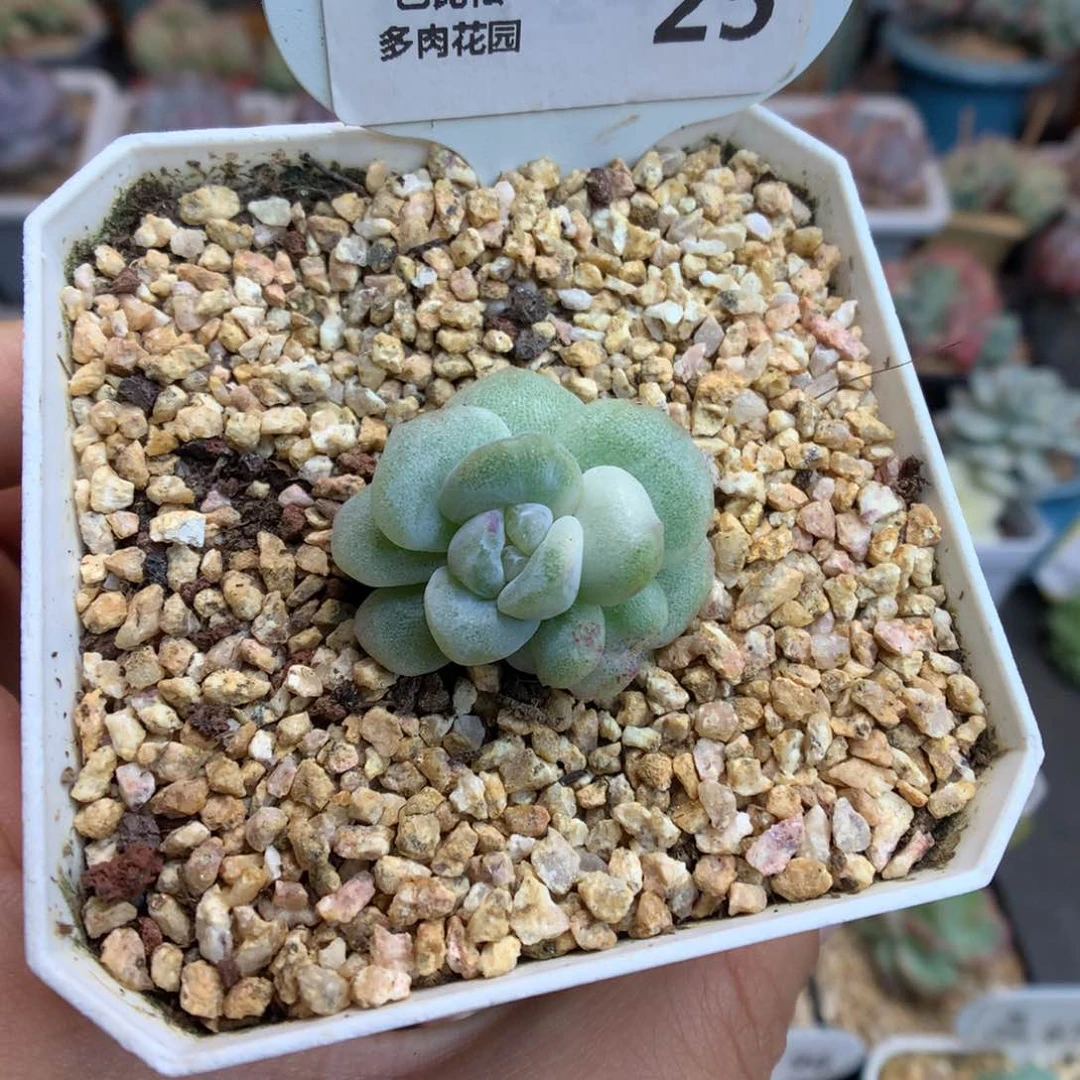 25冰玉石化多肉植物白锦