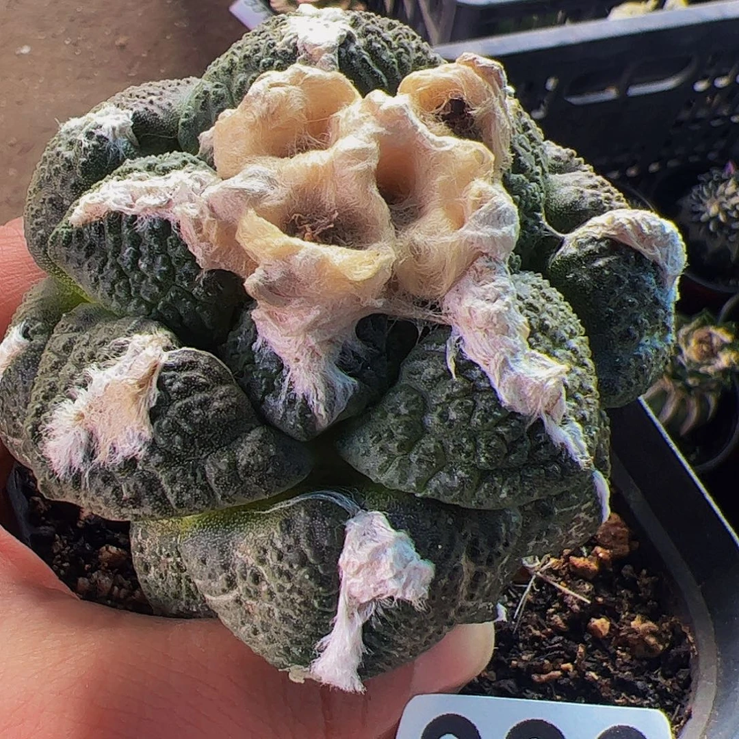 无花朵连山牡丹336