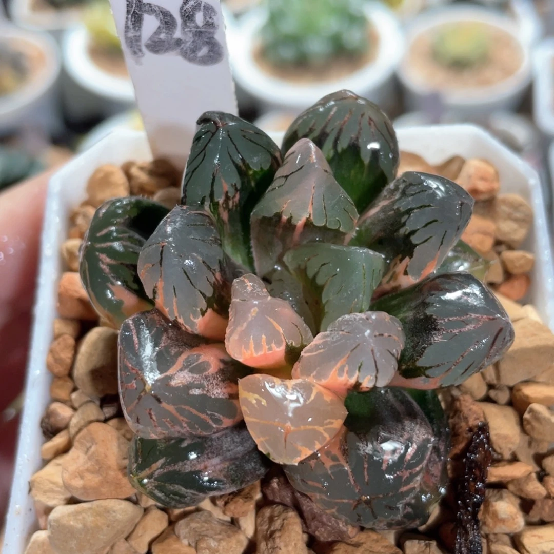 128黑水晶锦。