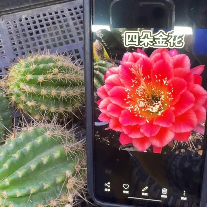 335毛四朵金花歪5公分左右无根侧牙，20包邮