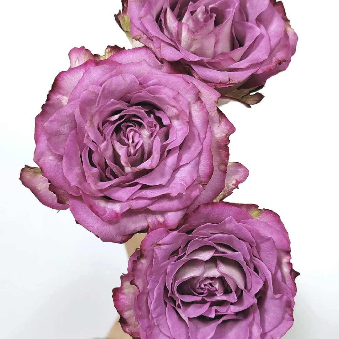 两单包邮！菲韵玫瑰10只（20%不售后）