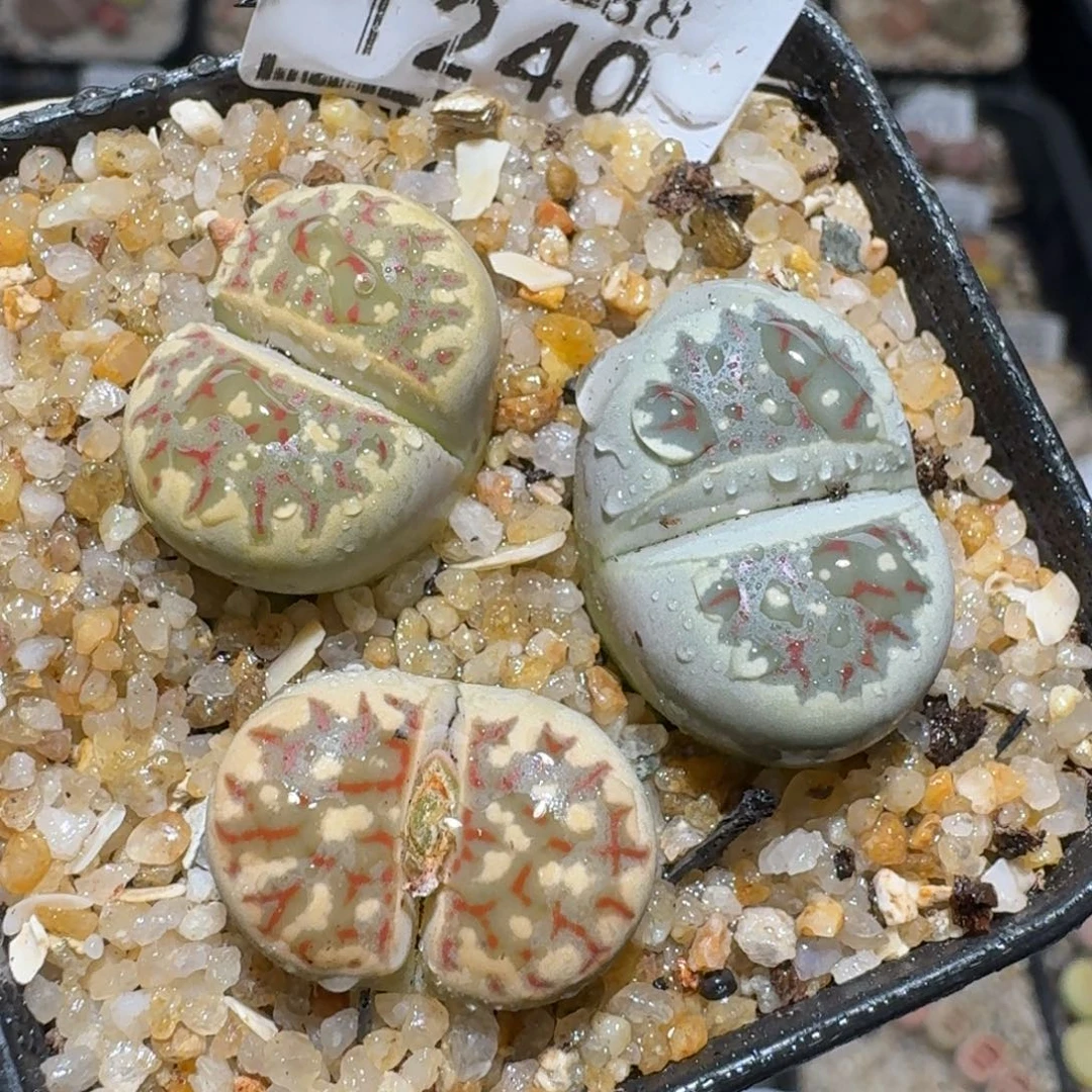 zzzz生石花肉锥1240