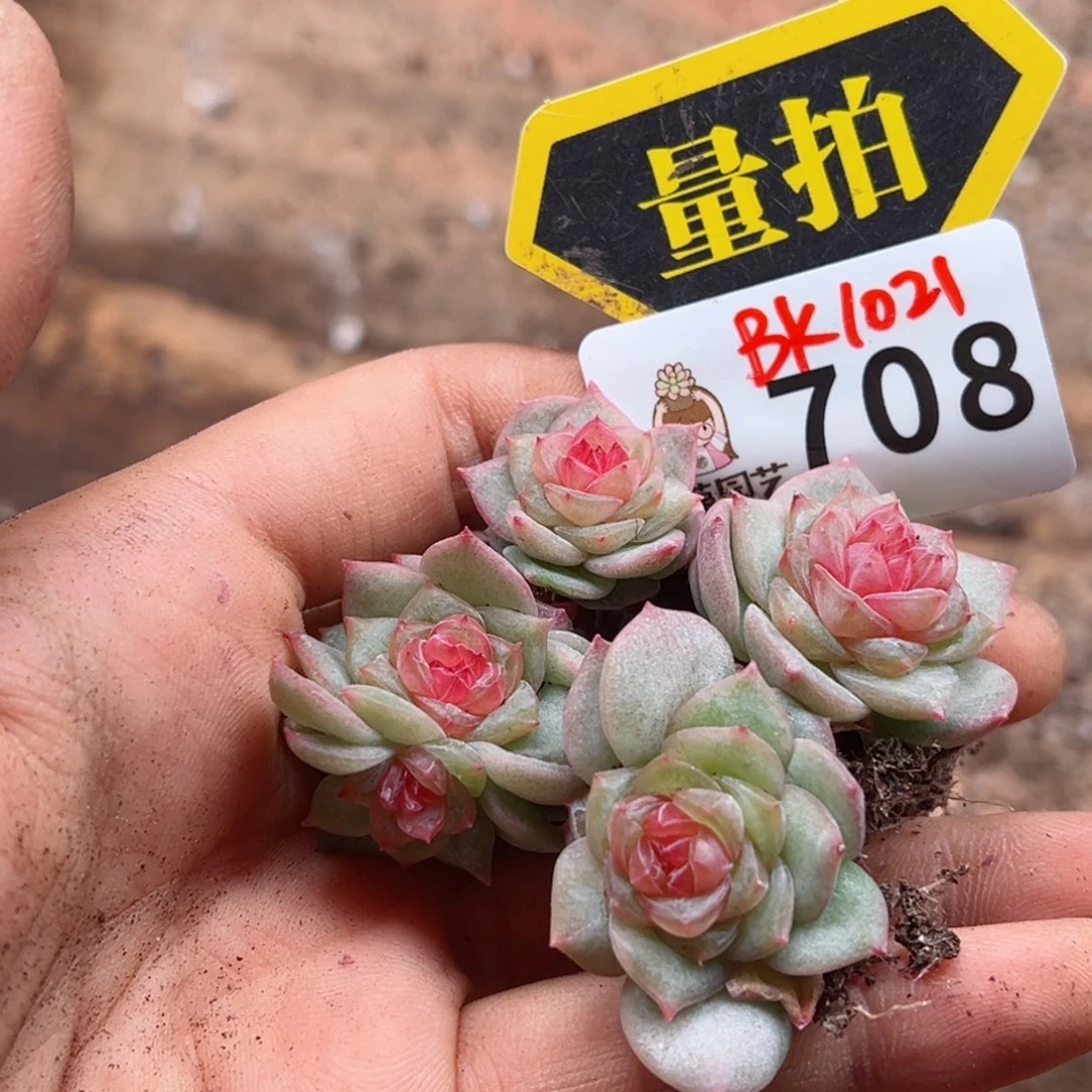 多肉植物多肉植物