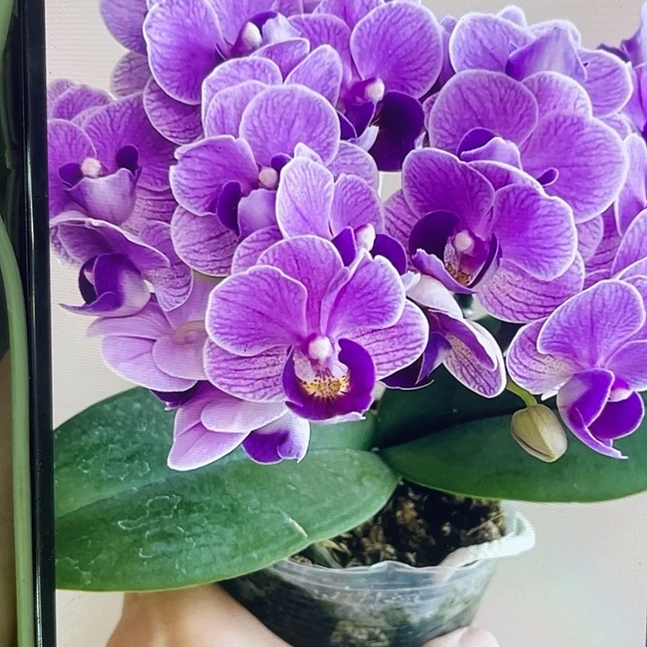 完全开放处理欧洲小蓝2.8寸不售后请凑单