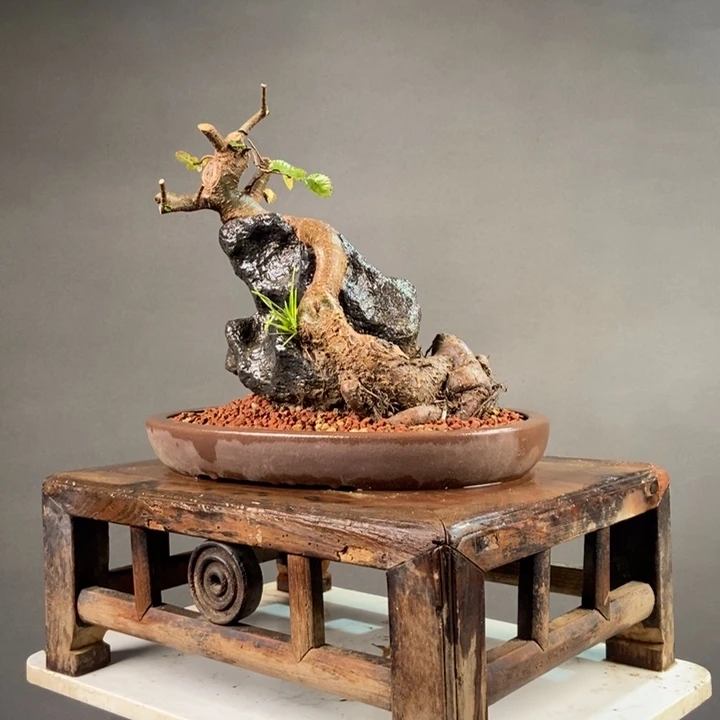 易***阳无花朵王发忠附石盆景