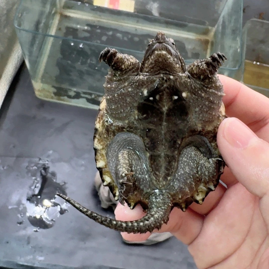 小鳄龟不分公母11